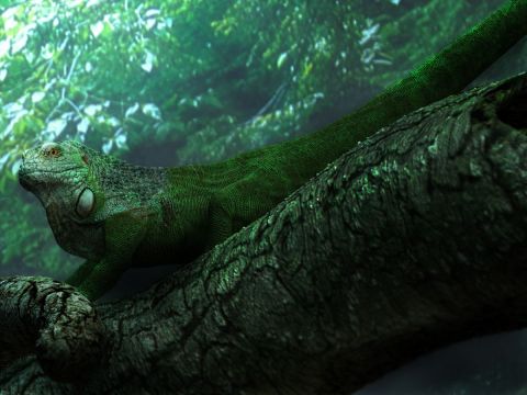 iguana